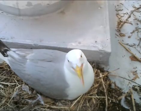 Ocean City MD Seagull Nest Cam